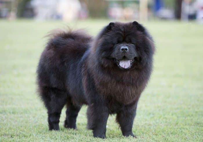 Cachorro preto: quais são as principais raças e suas características