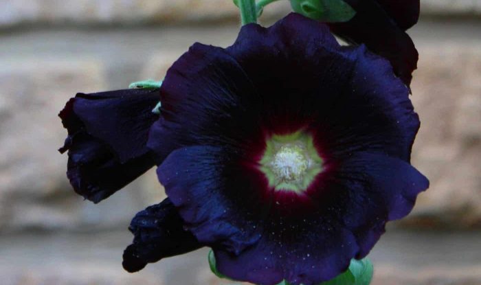 Flores negras: conheça 20 espécies incríveis e surpreendentes