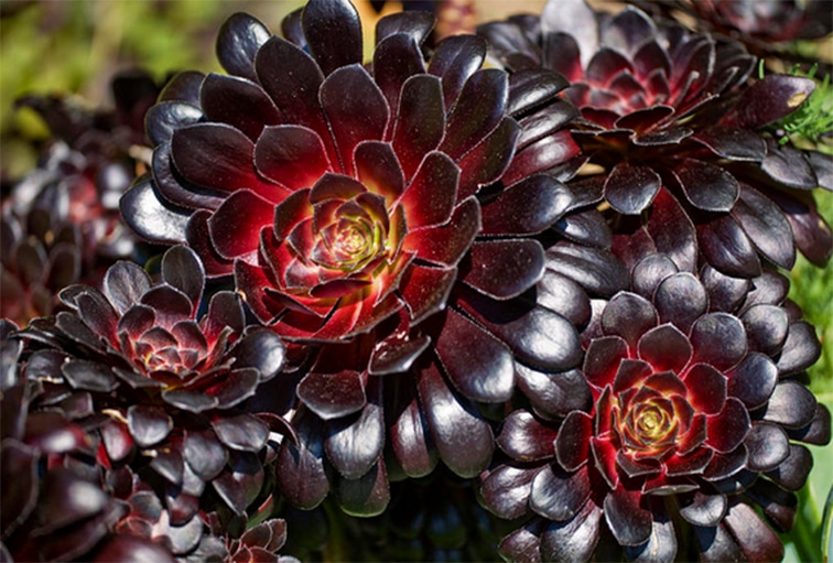 Flores negras: conheça 20 espécies incríveis e surpreendentes
