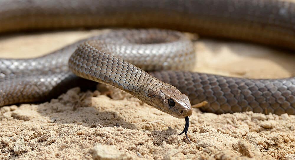 Maiores cobras do mundo, quais são? Espécies e curiosidades