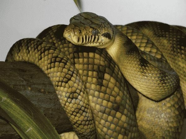 MaiFotografia de uma espécie reptilianaores cobras do mundo, quais são? Espécies e curiosidades