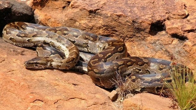 Maiores cobras do mundo, quais são? Espécies e curiosidades