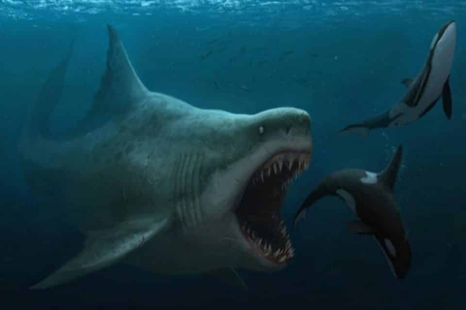 Megalodon: como o maior tubarão do mundo despareceu?
