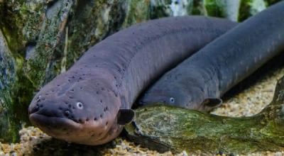 Peixe-elétrico da Amazônia: características, hábitos e curiosidades