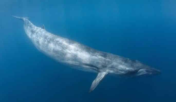 Qual é a maior baleia do mundo? Espécie e curiosidades