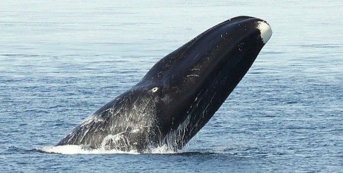 Qual é a maior baleia do mundo? Espécie e curiosidades