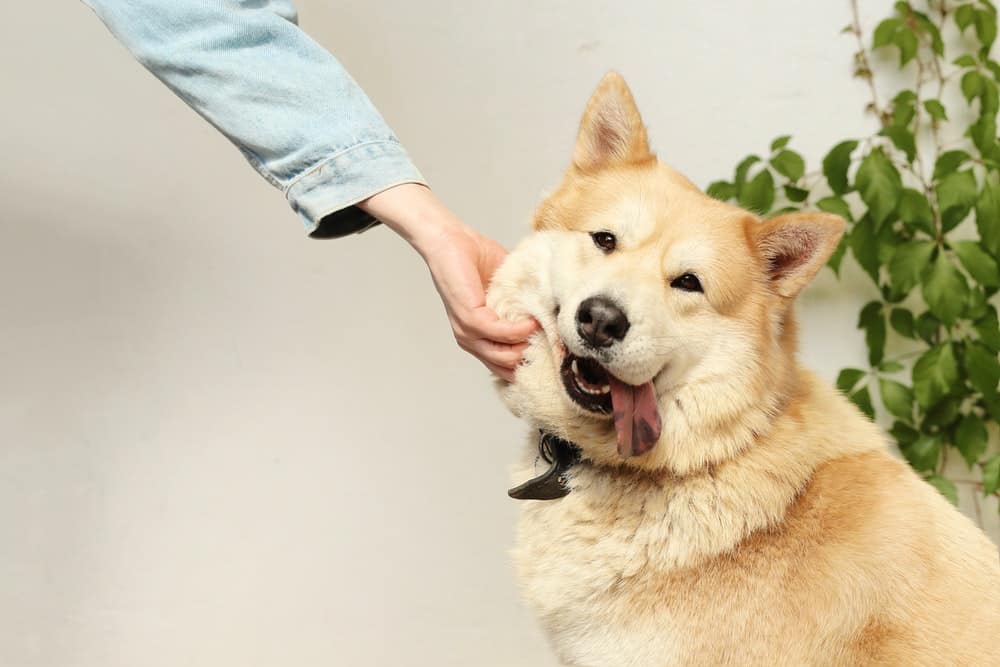 Qual a expectativa de vida de 19 raças de cães - BBC News Brasil