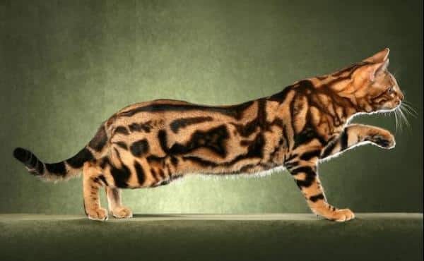 Raças de gatos gigantes, quais são? Características e espécies