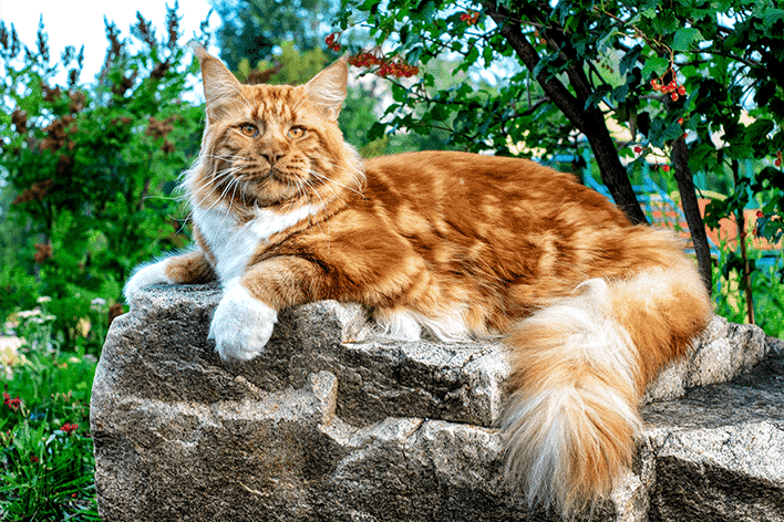 Raças de gatos gigantes, quais são? Características e espécies