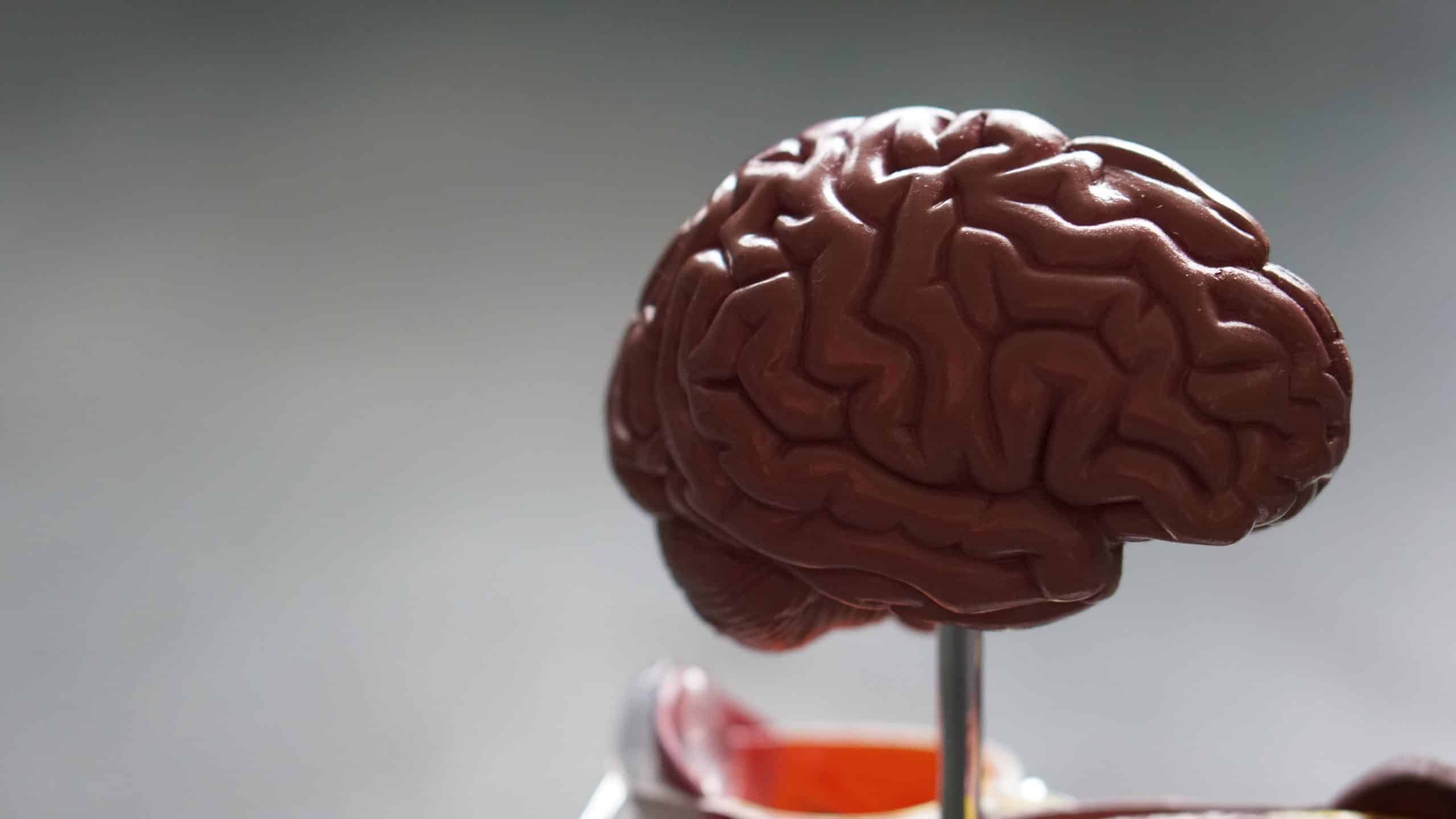 Tamanho do cérebro humano: como isso influencia a inteligência?