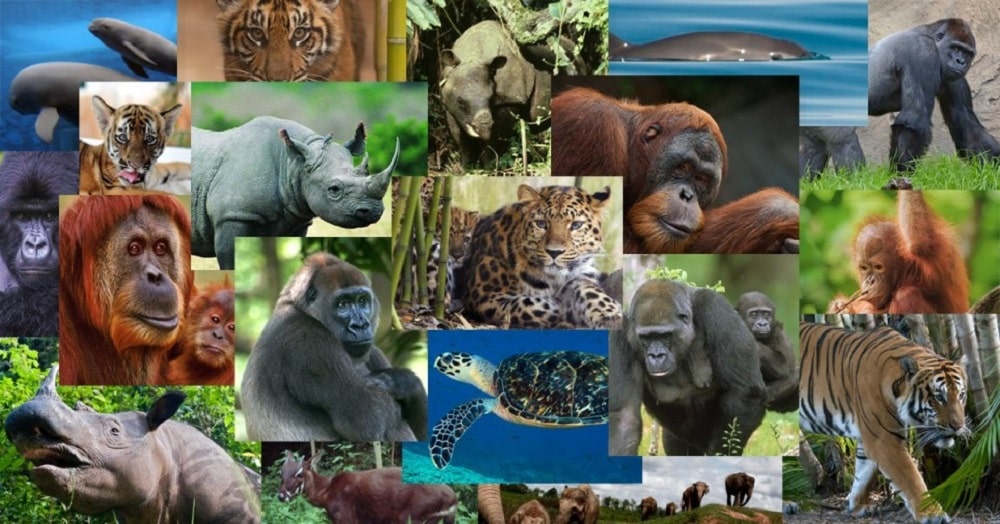 Animais extintos: veja quais sumiram e os que correm risco de extinção