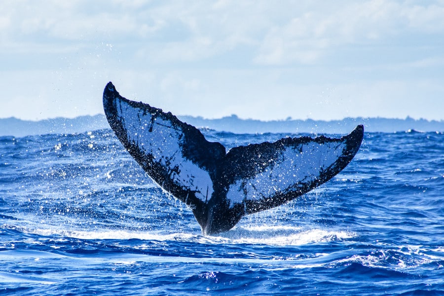 Baleia mais solitária do mundo: história e curiosidades