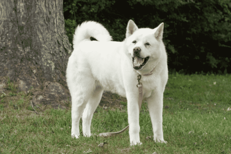 Cachorro branco: 15 raças para quem deseja um doguinho branco