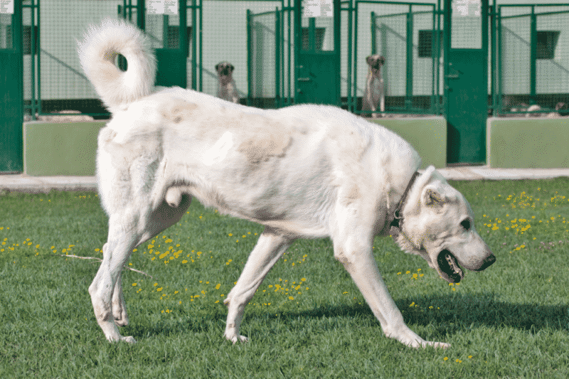 Cachorro branco: 15 raças para quem deseja um doguinho branco