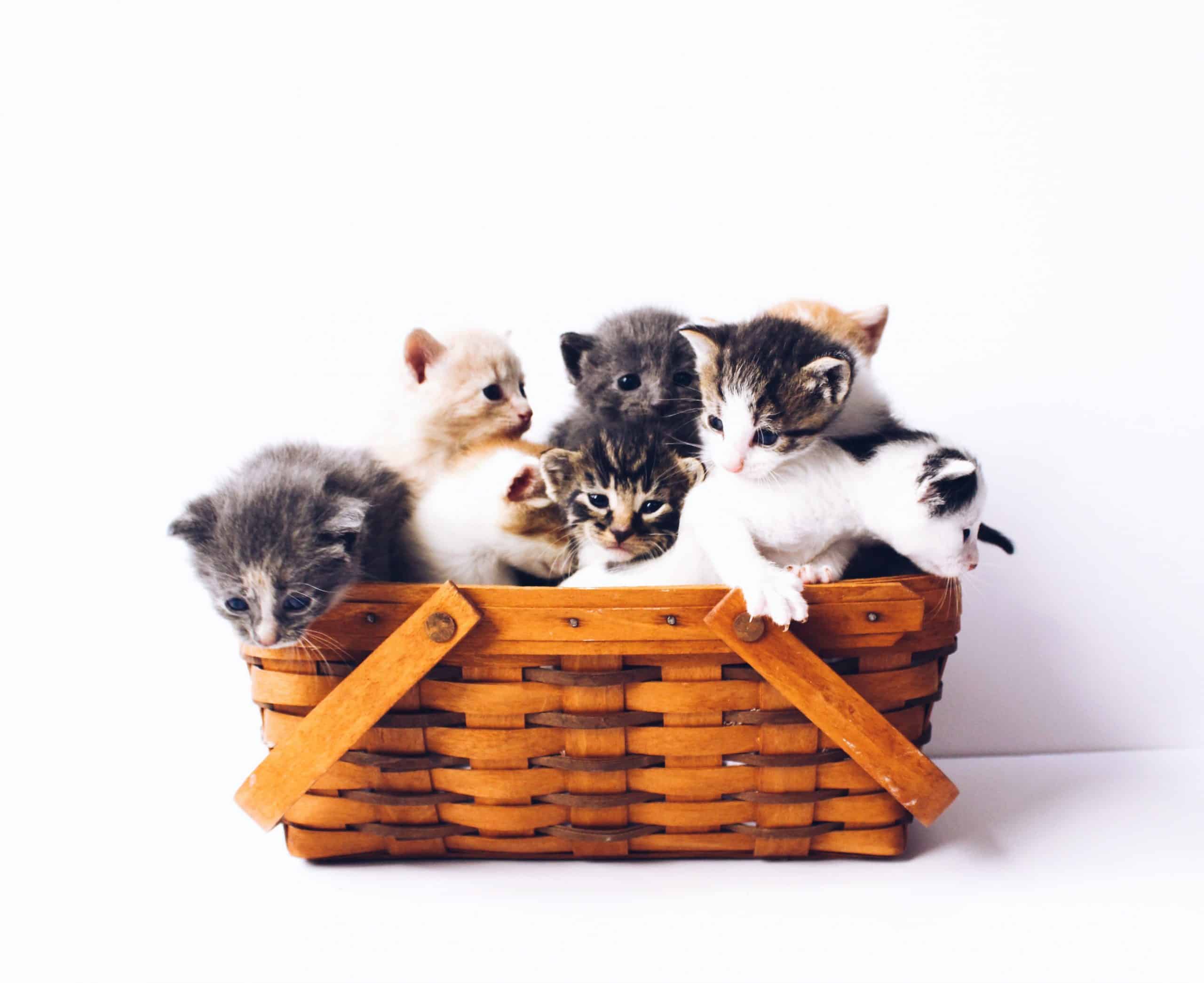 Cores de gatos: saiba quais são e o que elas significam