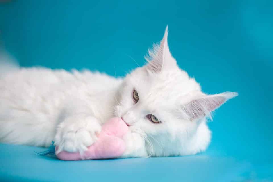 Saiba quais são as cores de gatos mais comuns e o que elas significam
