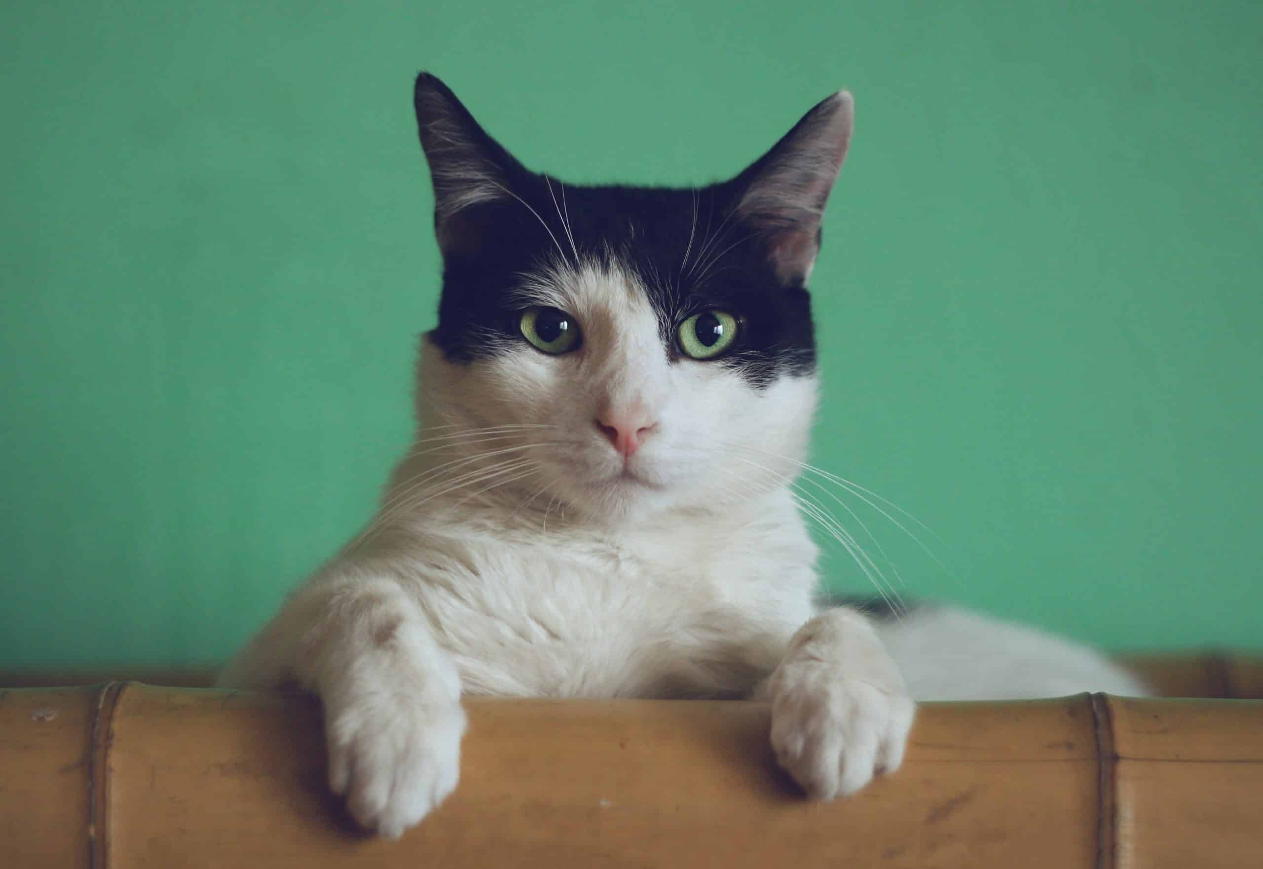 Cores de gatos: saiba quais são e o que elas significam
