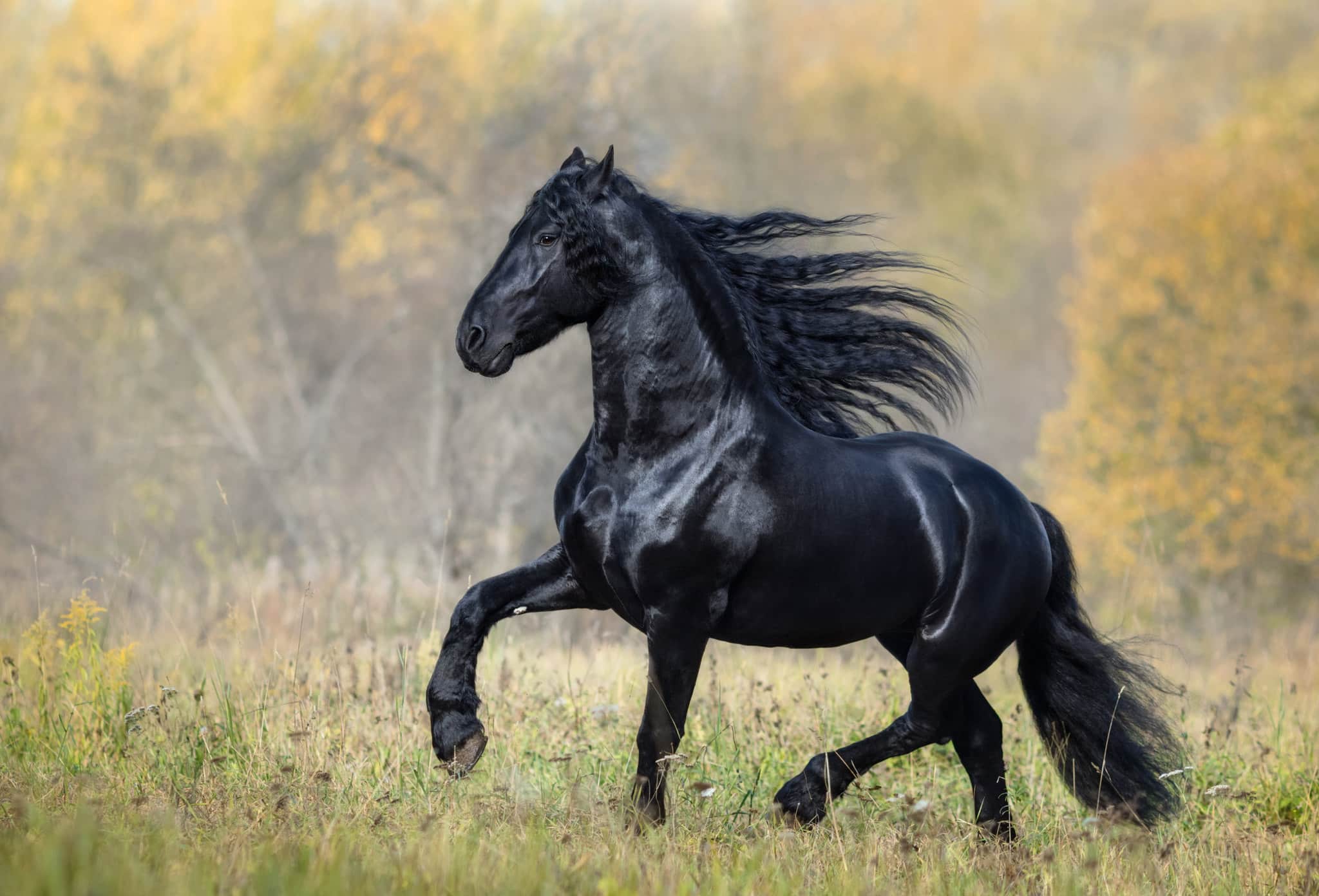 10 curiosidades fascinantes sobre os cavalos, Guia de Bichos