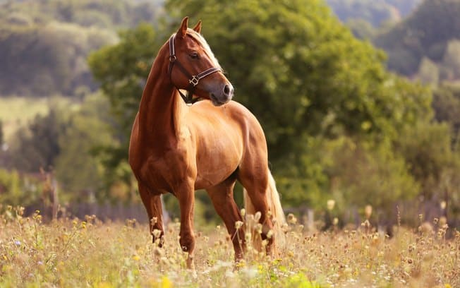 Curiosidades sobre os cavalos: fatos que você não conhece