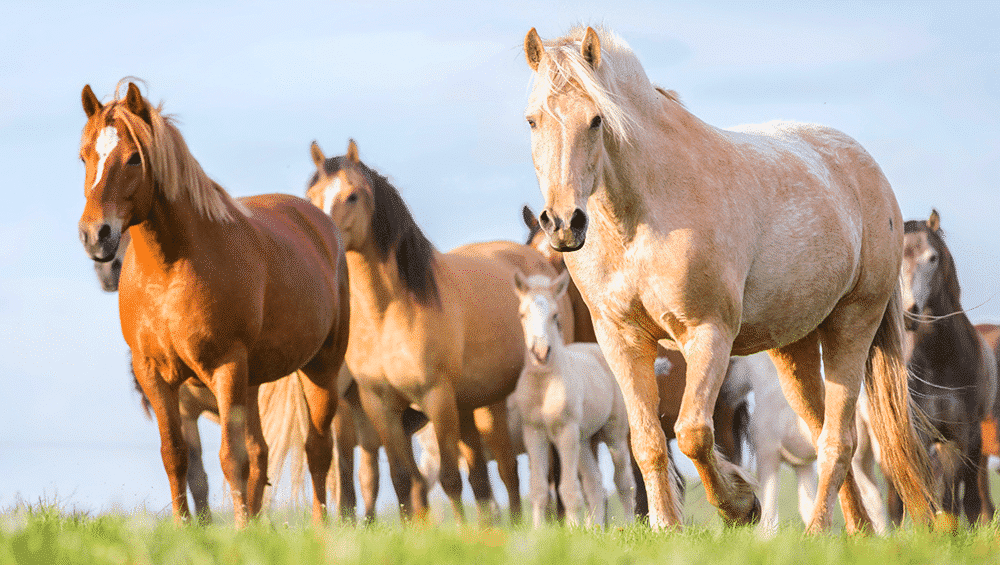 Curiosos e Engraçados: Cavalos Sorrindo