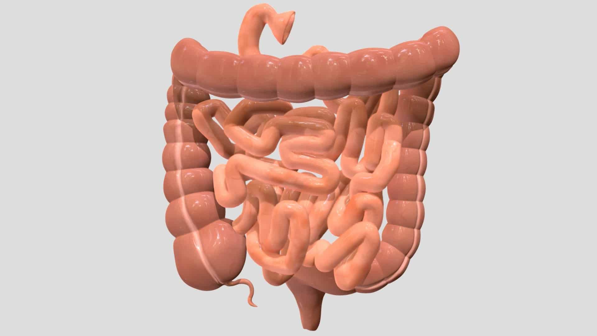 Descubra o tamanho do intestino humano e sua relação com o peso