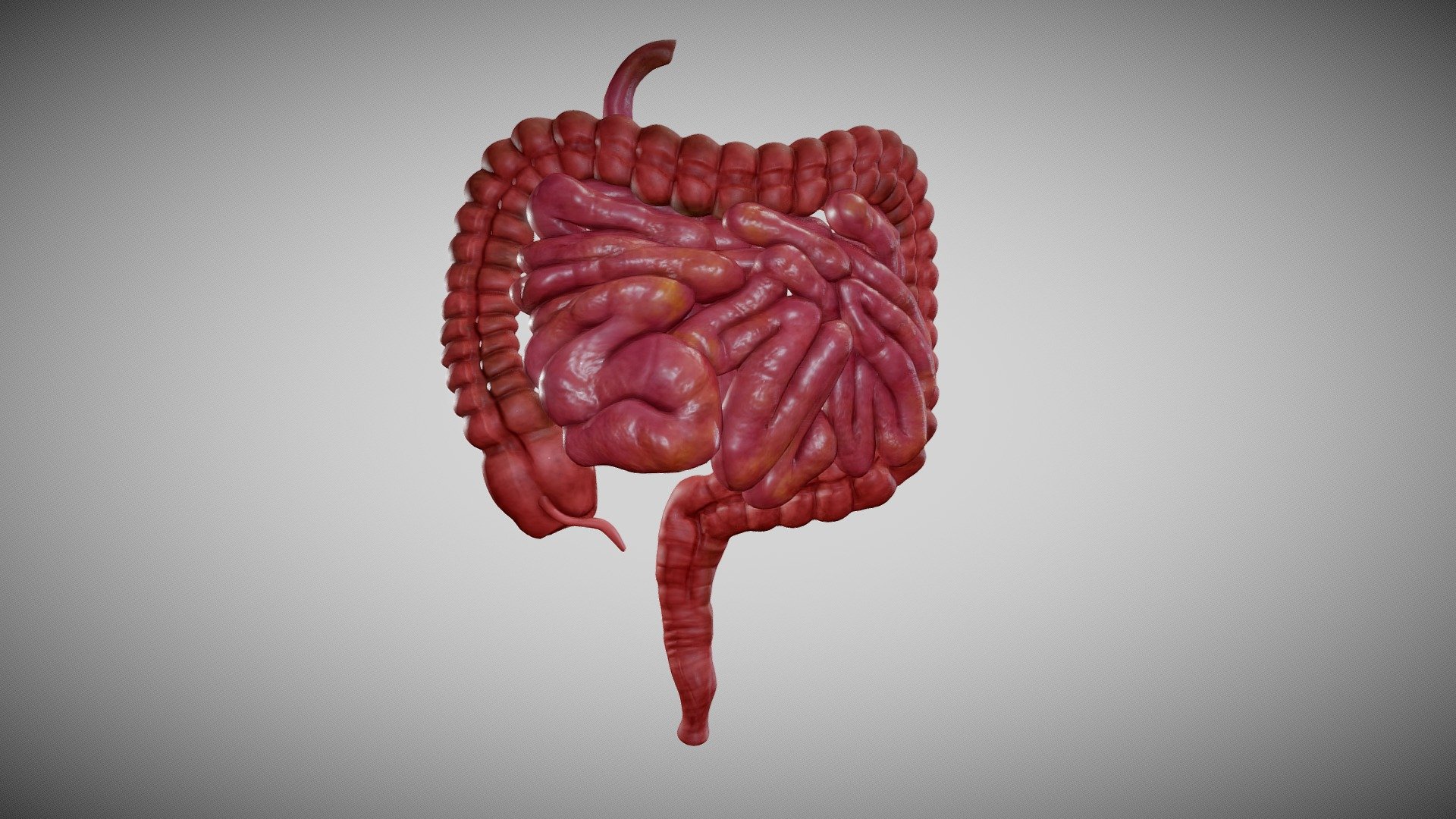 Descubra o tamanho do intestino humano e sua relação com o peso