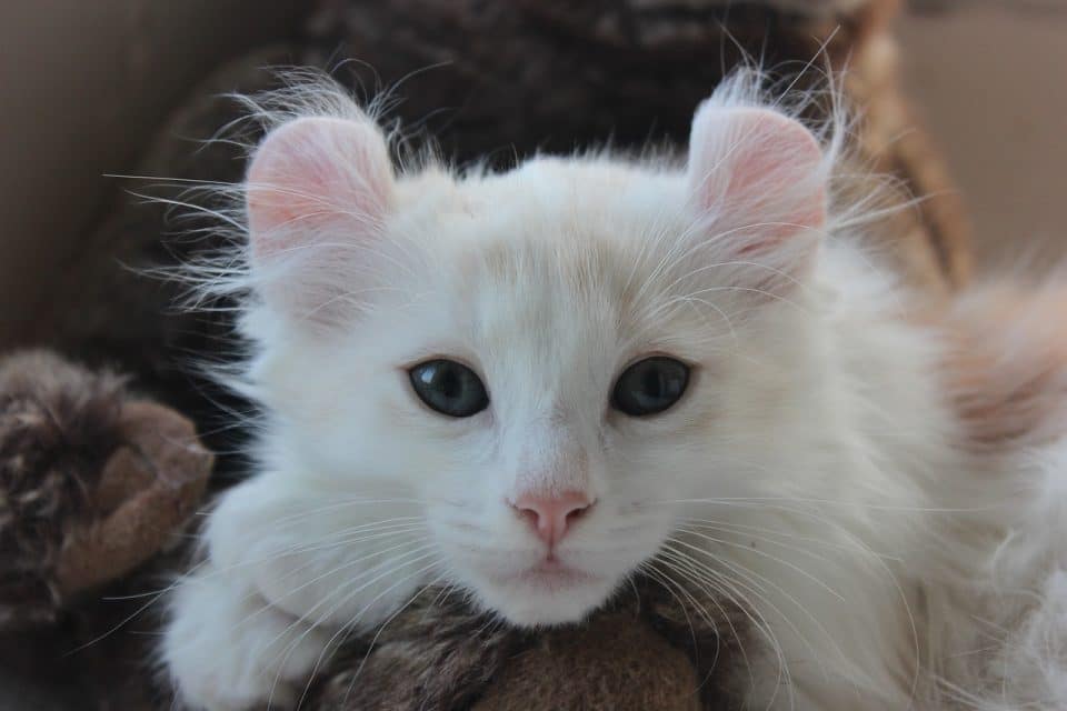 Gato branco da raça American Curl