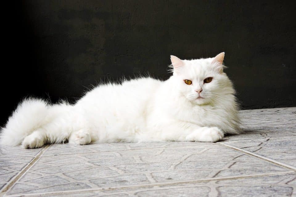 Gato branco da raça Angorá Turco