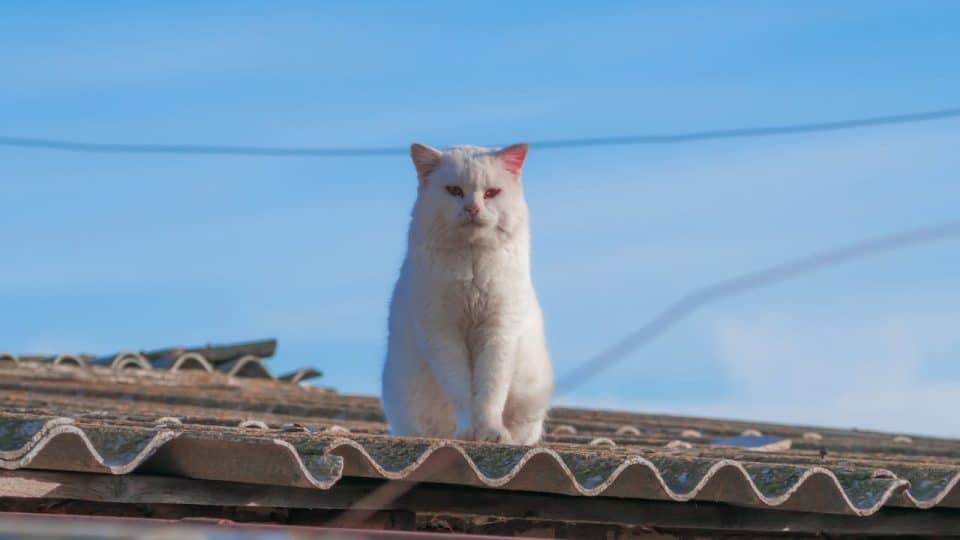Gato branco Burmilla