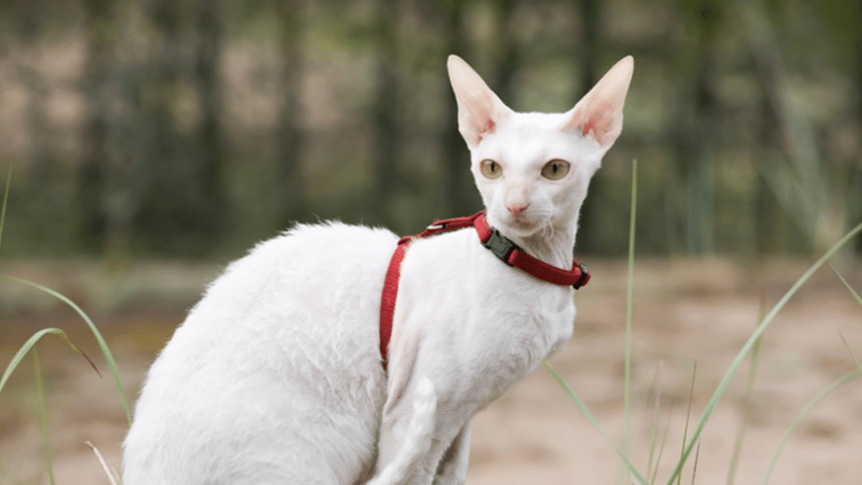 Gato branco da raça Cornish Rex