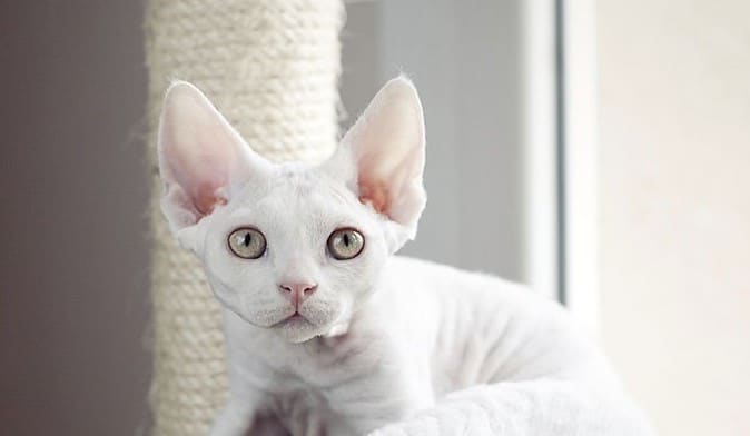 Gato branco da raça Devon Rex