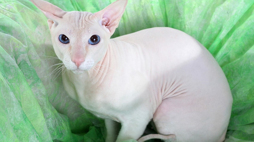 Gato branco da raça Peterbold