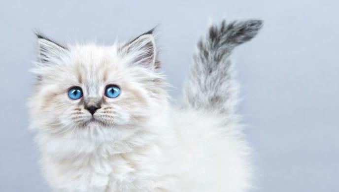 Gato branco da raça siberiano