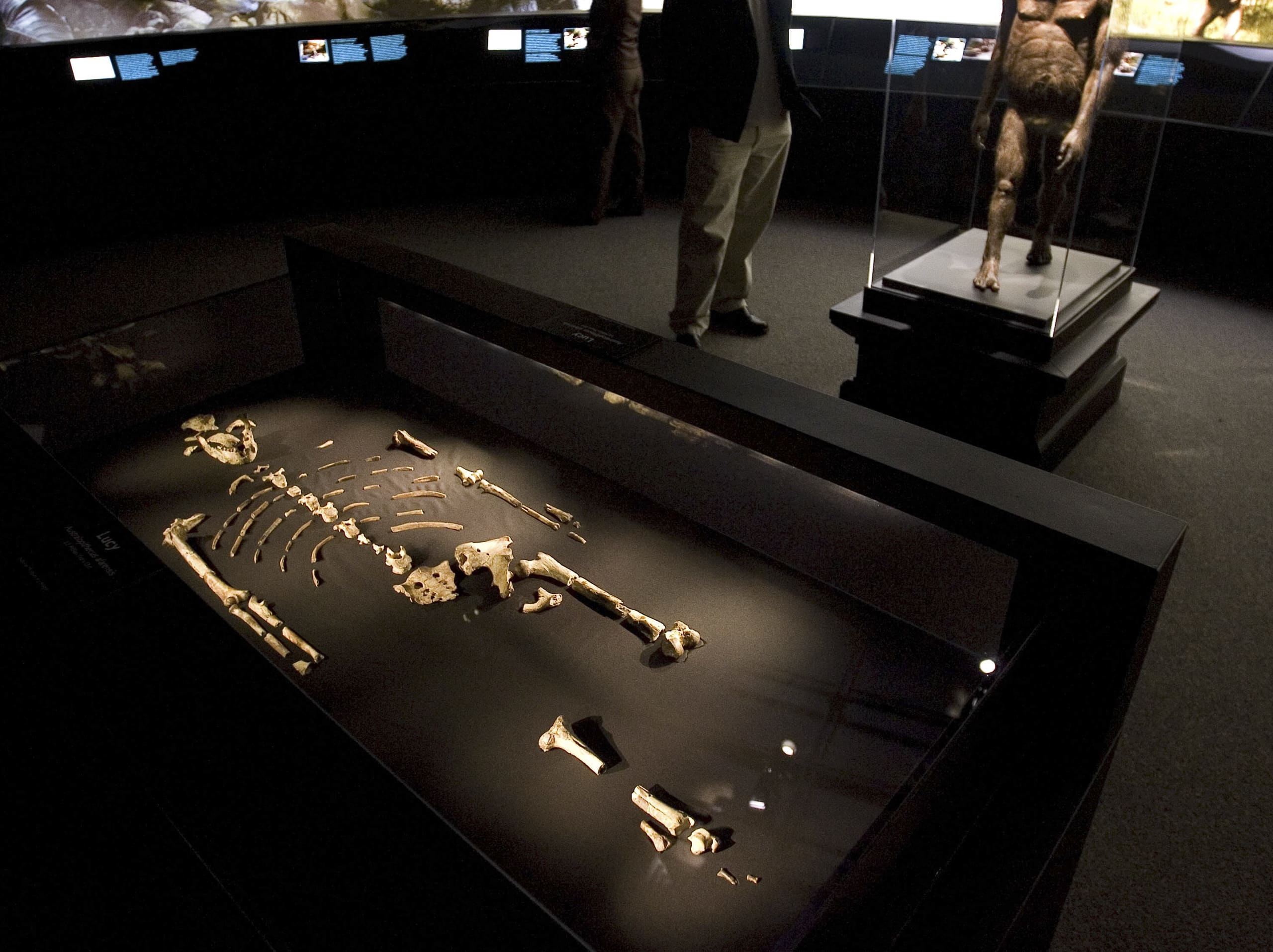 Lucy: o fóssil que reformulou toda a história da humanidade