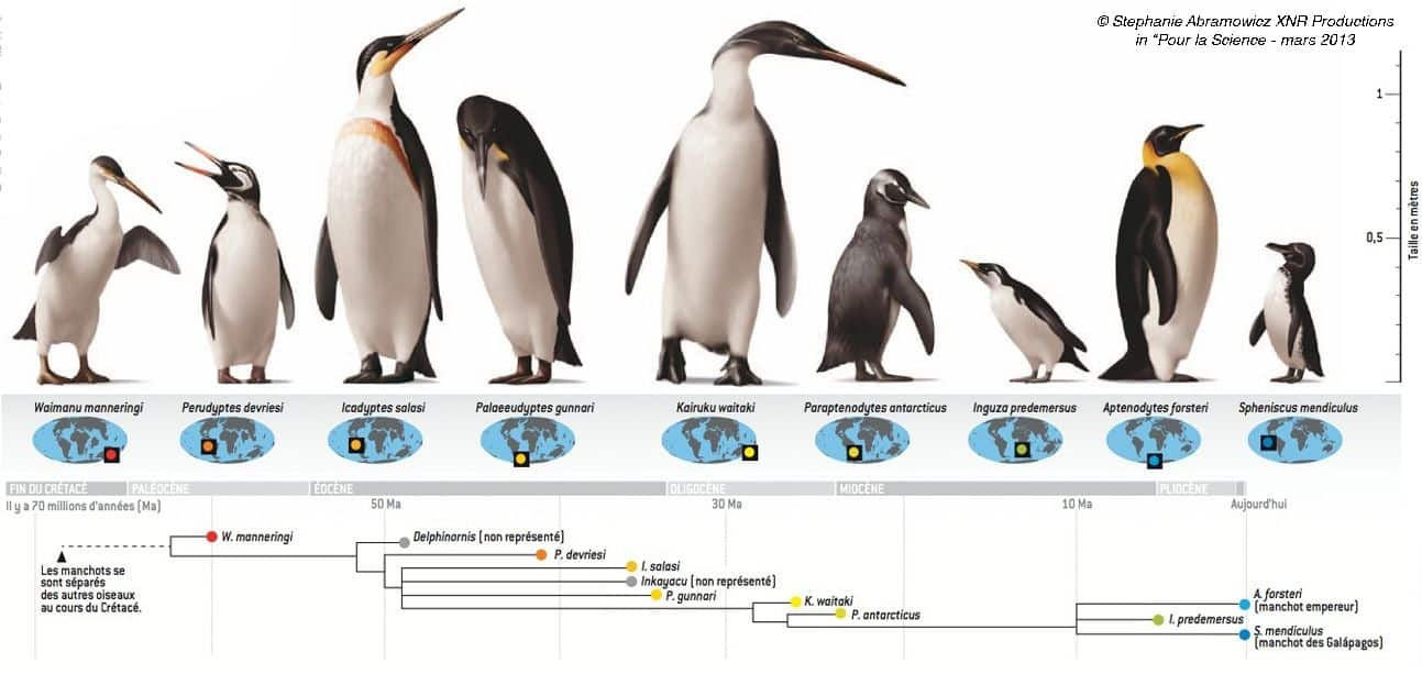 Pinguim gigante: fóssil do animal é encontrado na Nova Zelândia