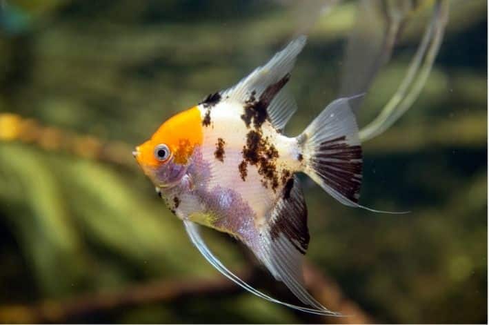 Fotografia de um animal aquático