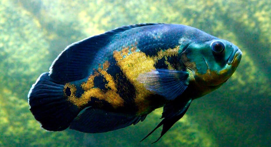 Quantos anos vive um peixe? Tempo de vida em diferentes espécies