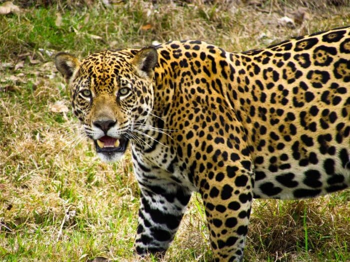 20 maiores e mortais predadores do reino animal