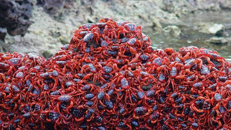 A migração dos caranguejos vermelhos: como, onde e quando acontece?