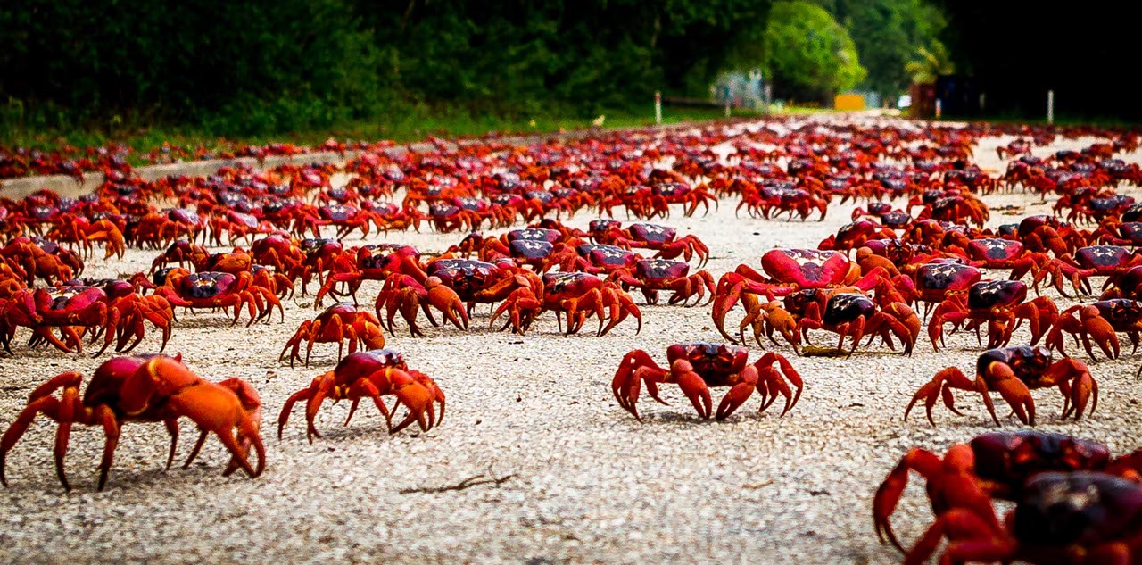 A migração dos caranguejos vermelhos: como, onde e quando acontece?