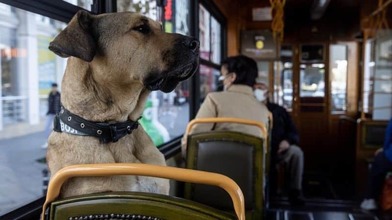 Cachorro que anda de ônibus ganha sucesso na internet