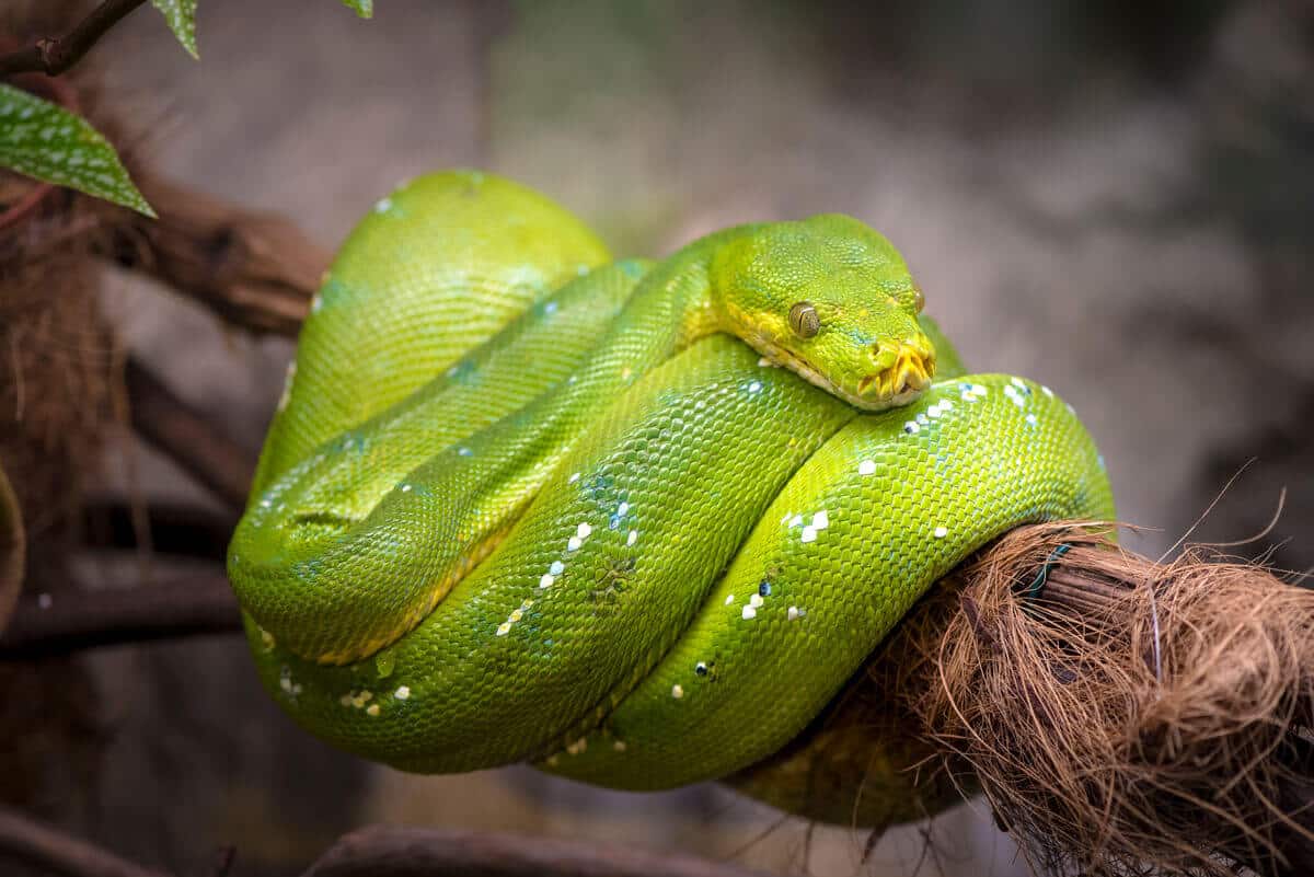 Conheça as quatro espécies de cobras mais letais da Amazônia brasileira