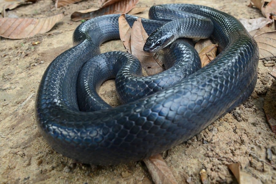 Conheça as cobras mais peçonhentas do Brasil, Terra da Gente