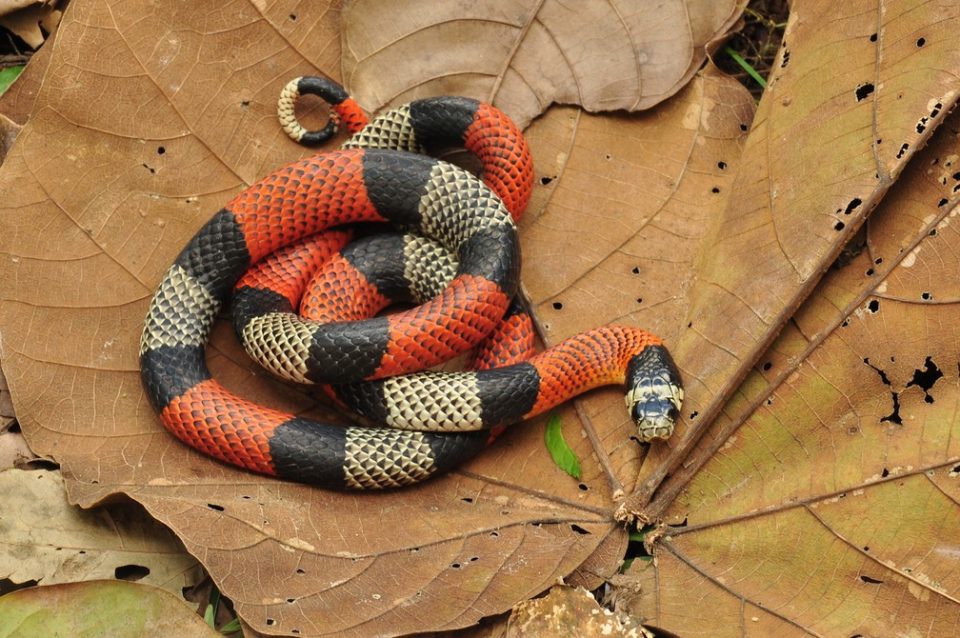 As 12 cobras mais venenosas do mundo