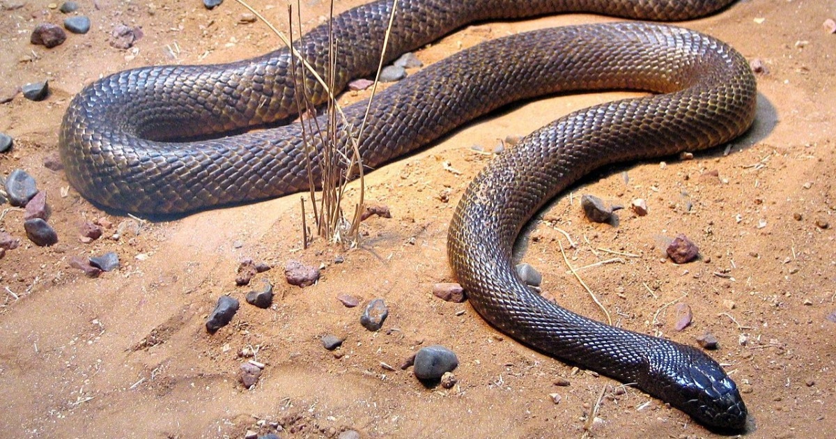 Veneno de uma das cobras mais mortais do mundo pode servir de