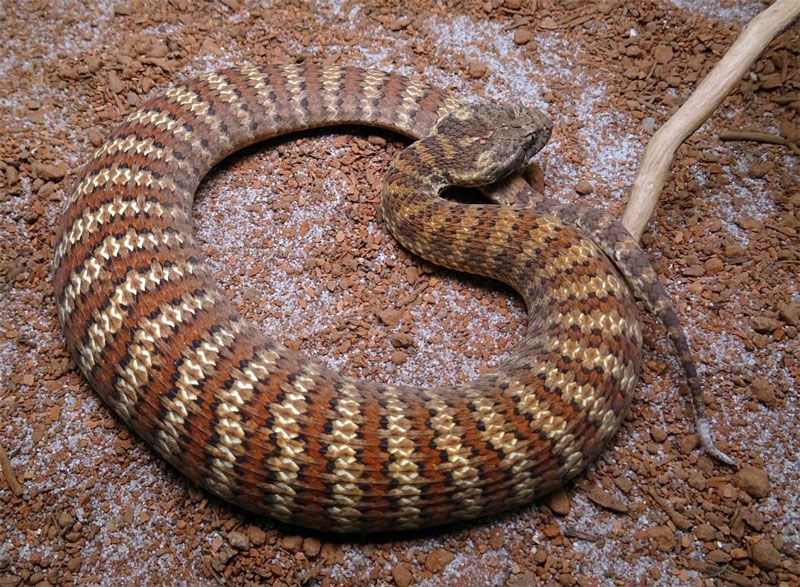 Veneno de uma das cobras mais mortais do mundo pode servir de