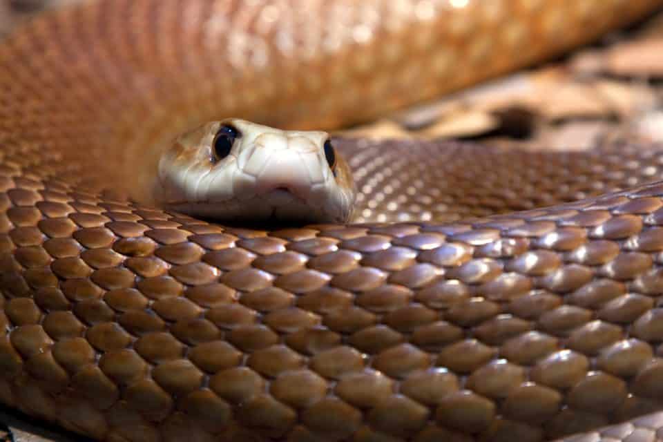 As 12 cobras mais venenosas do mundo