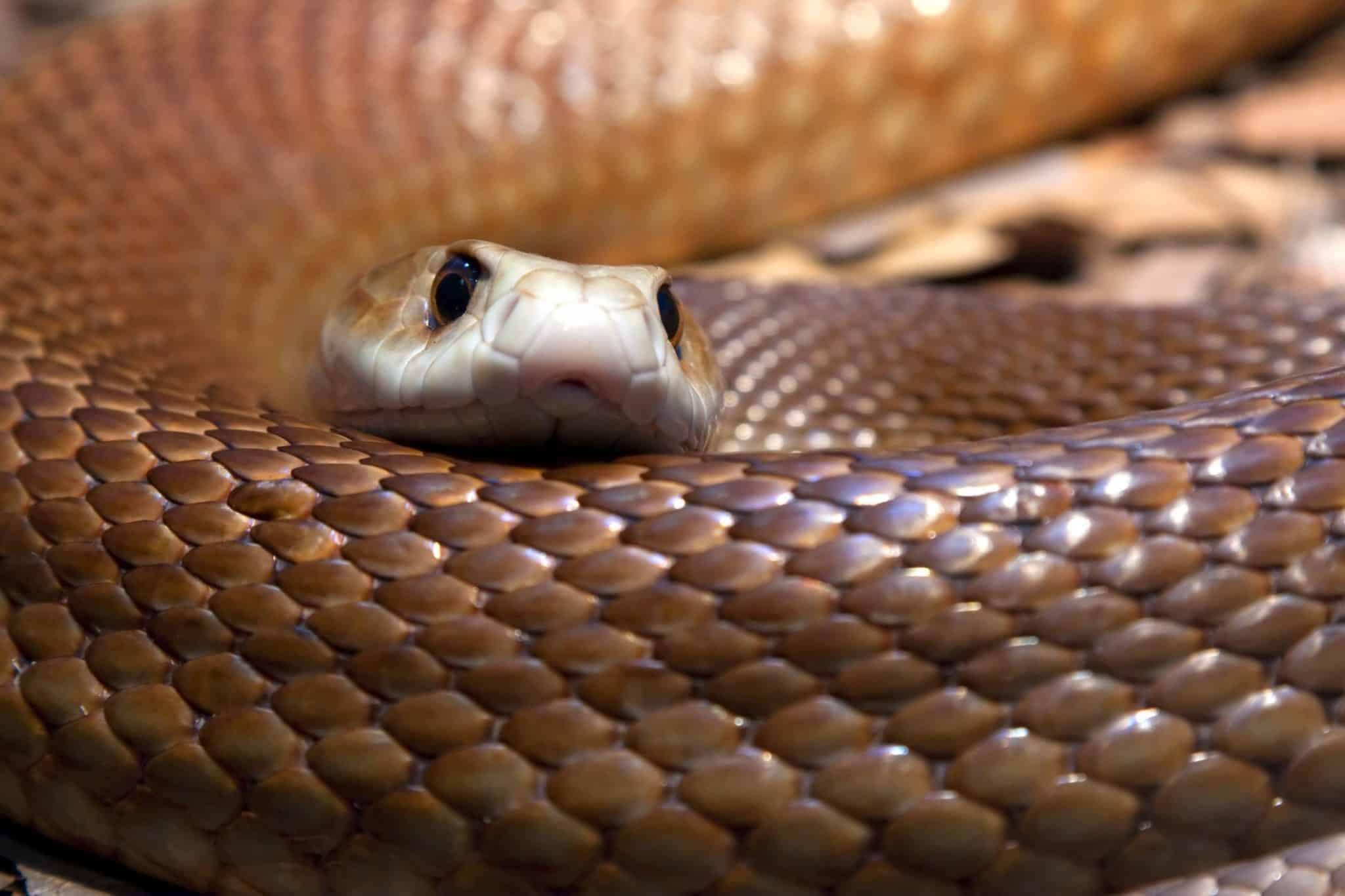 Veneno de uma das cobras mais mortais do mundo pode servir de