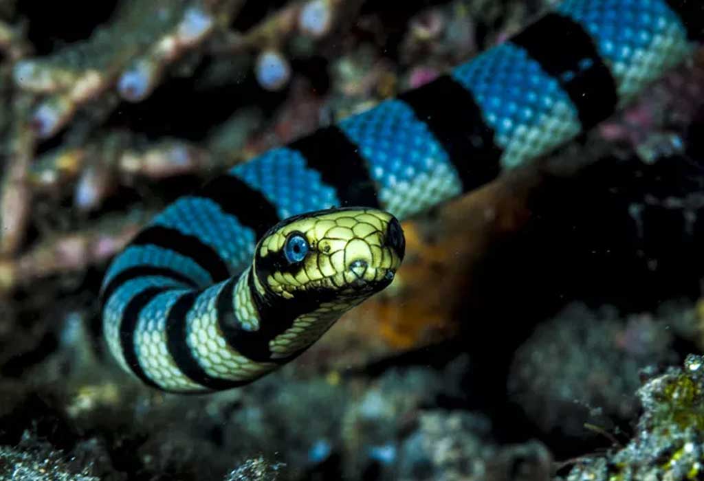 Veneno de uma das cobras mais mortais do mundo pode servir de