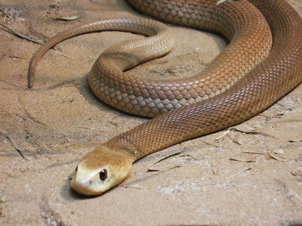 Veneno de uma das cobras mais mortais do mundo pode servir de